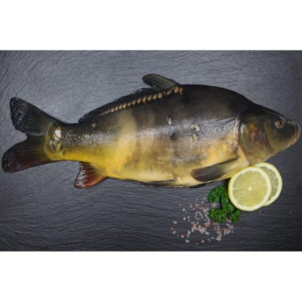 Frischer Spiegelkarpfen | Frisch fÃ¼r Sie geschlachtet | kÃ¼chenfertig | fangfrisch | ausgenommen mit Kopf | ca. 1,1kg- 1,5kg – Bild 3