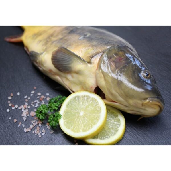 Frischer Spiegelkarpfen | Frisch fÃ¼r Sie geschlachtet | kÃ¼chenfertig | fangfrisch | ausgenommen mit Kopf | ca. 1,1kg- 1,5kg